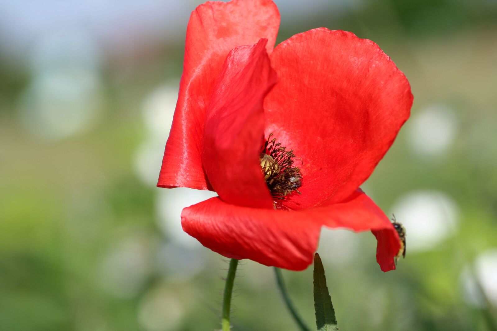 Canon EOS 350D (EOS Digital Rebel XT / EOS Kiss Digital N) sample photo. Flower, poppy, red photography