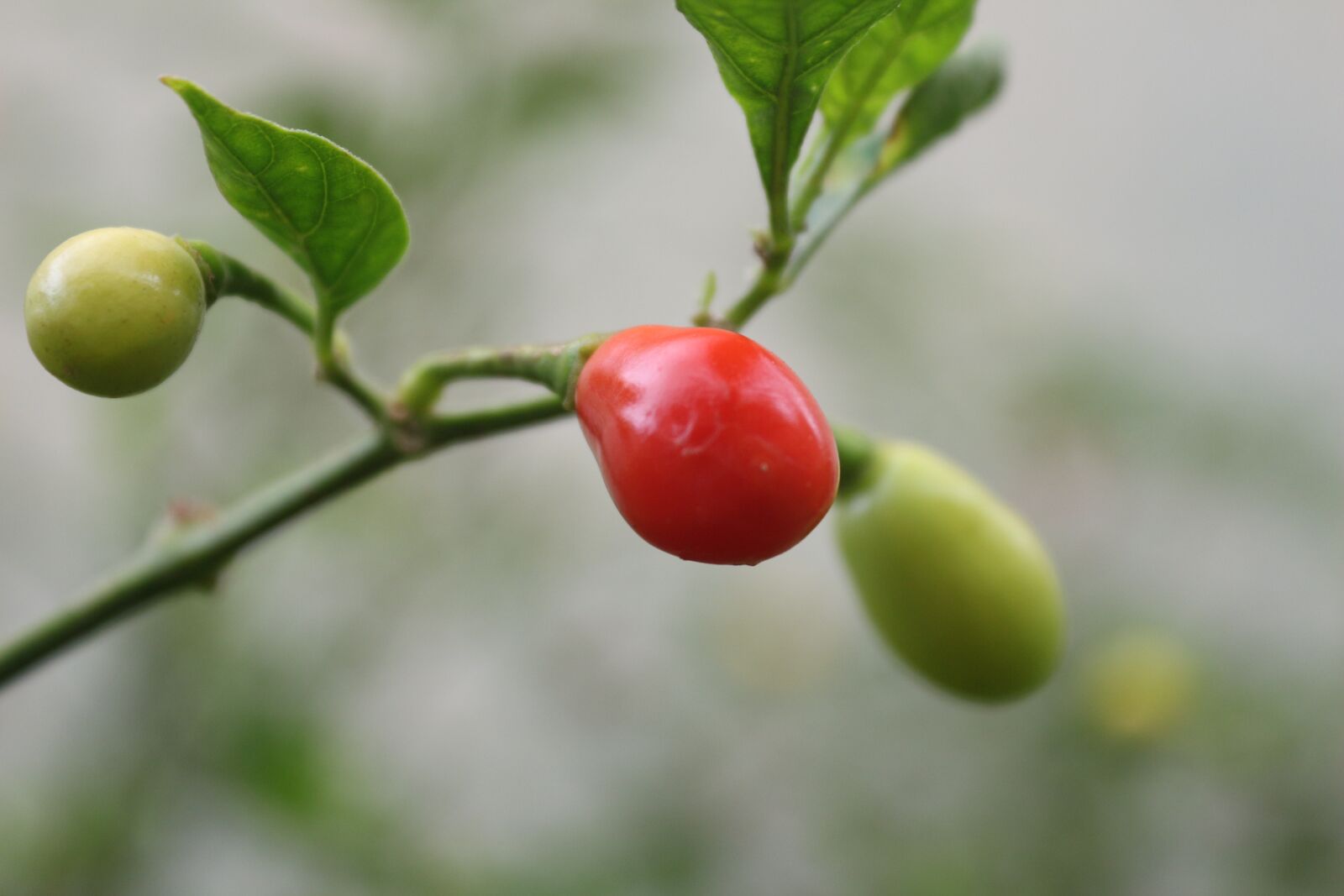 Canon EOS 650D (EOS Rebel T4i / EOS Kiss X6i) sample photo. Pepper, plant, chilli photography
