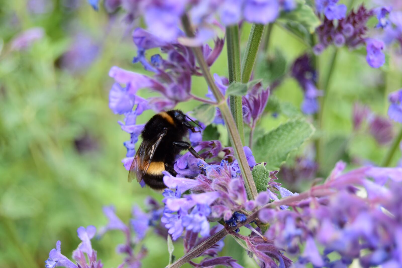 Nikon D5600 sample photo. Black hummel, hummel, bloom photography