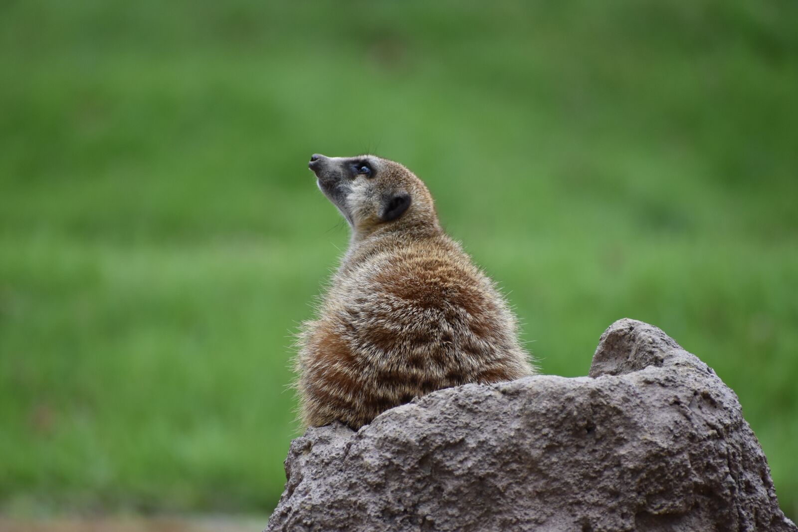 Nikon D5600 sample photo. Zoo, brown, animal photography