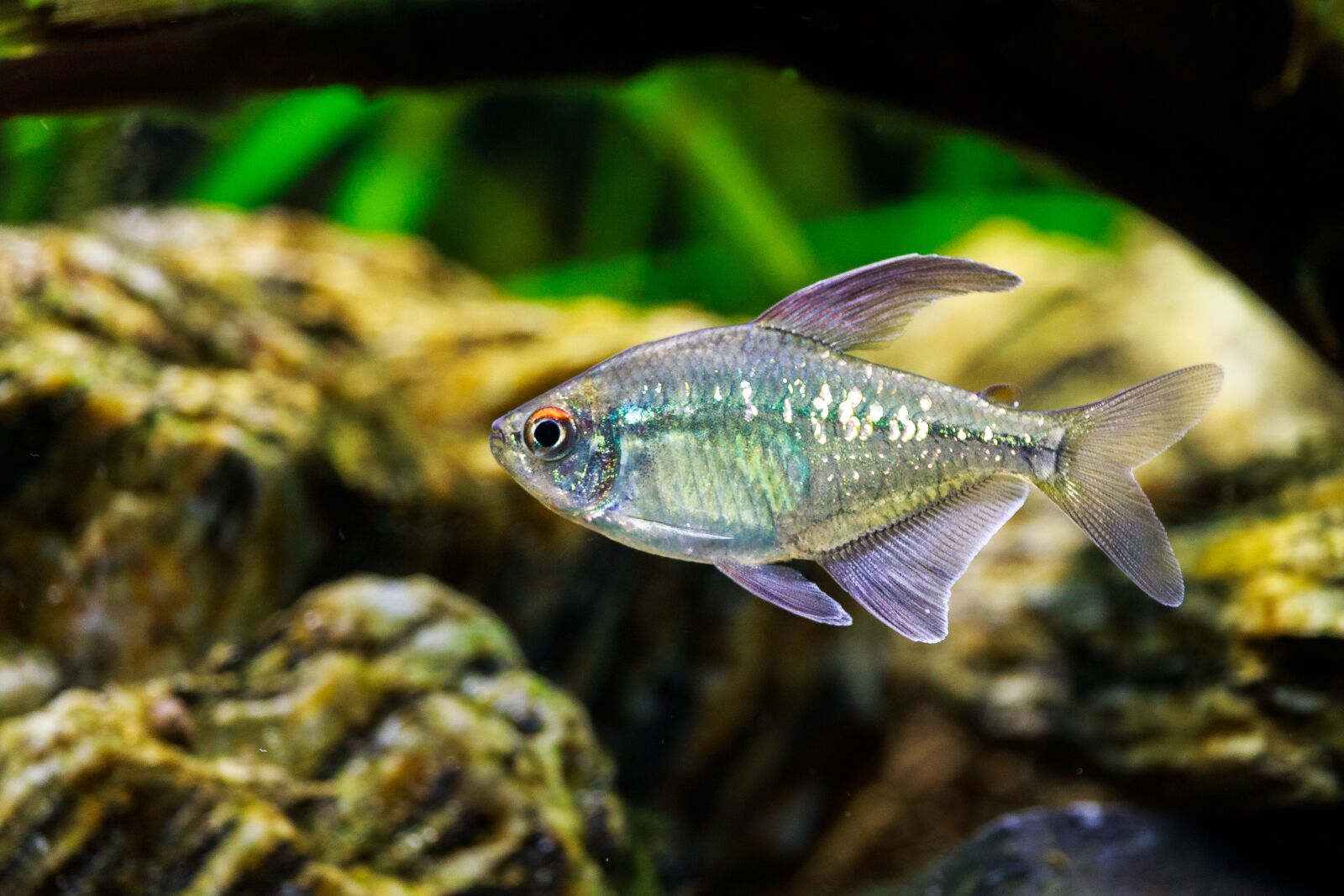 Canon EF-S 55-250mm F4-5.6 IS STM sample photo. Brilliant tetra, ornamental fish photography