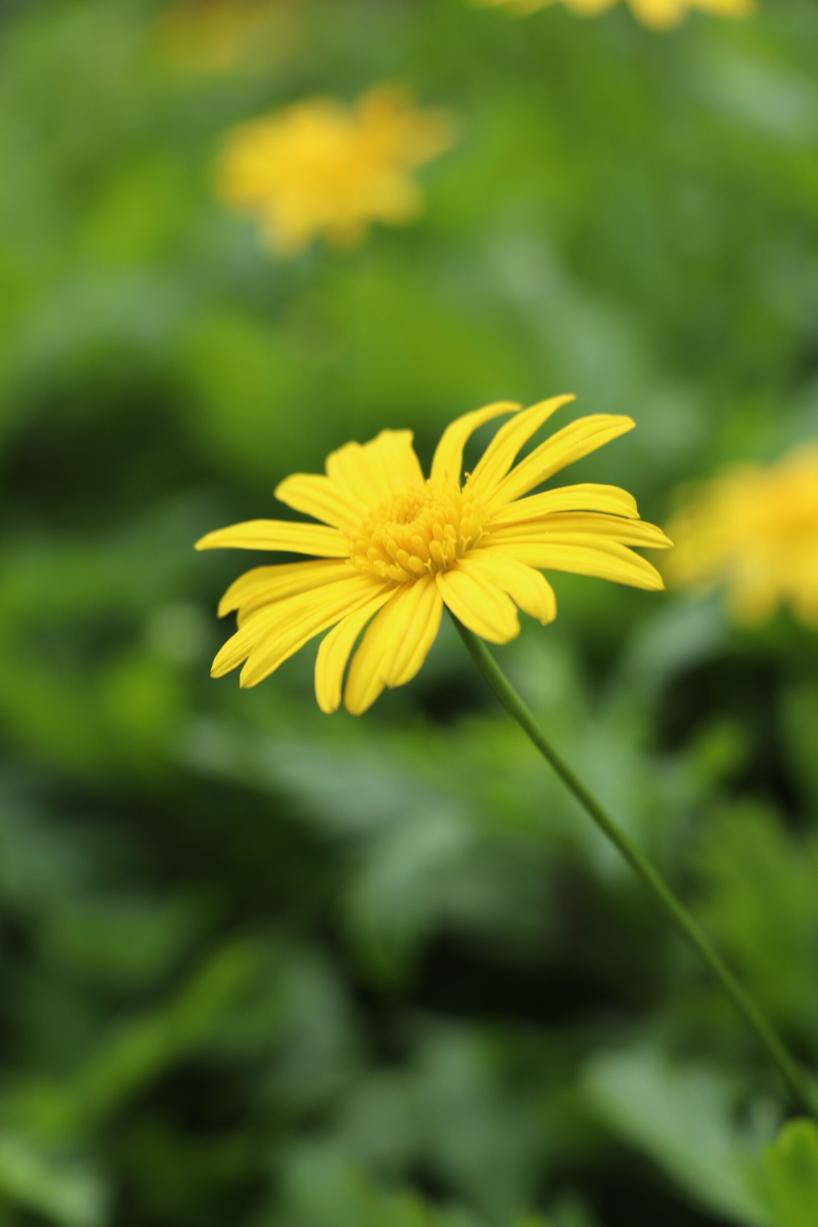 Canon EOS 77D (EOS 9000D / EOS 770D) sample photo. Nature, plant, flower photography