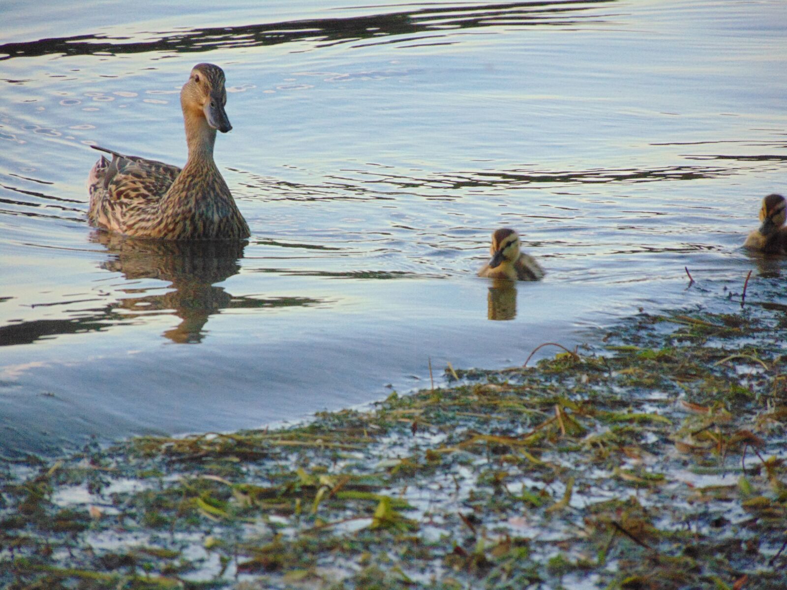 Sony Cyber-shot DSC-H300 sample photo. Ducklings, duck, cute photography