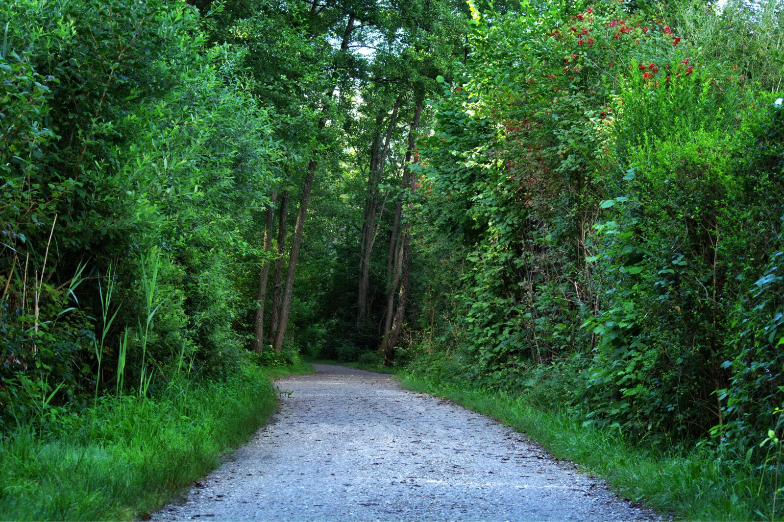 55.0-200.0mm f/4.0-f/5.6 sample photo. Forest, away, trees photography