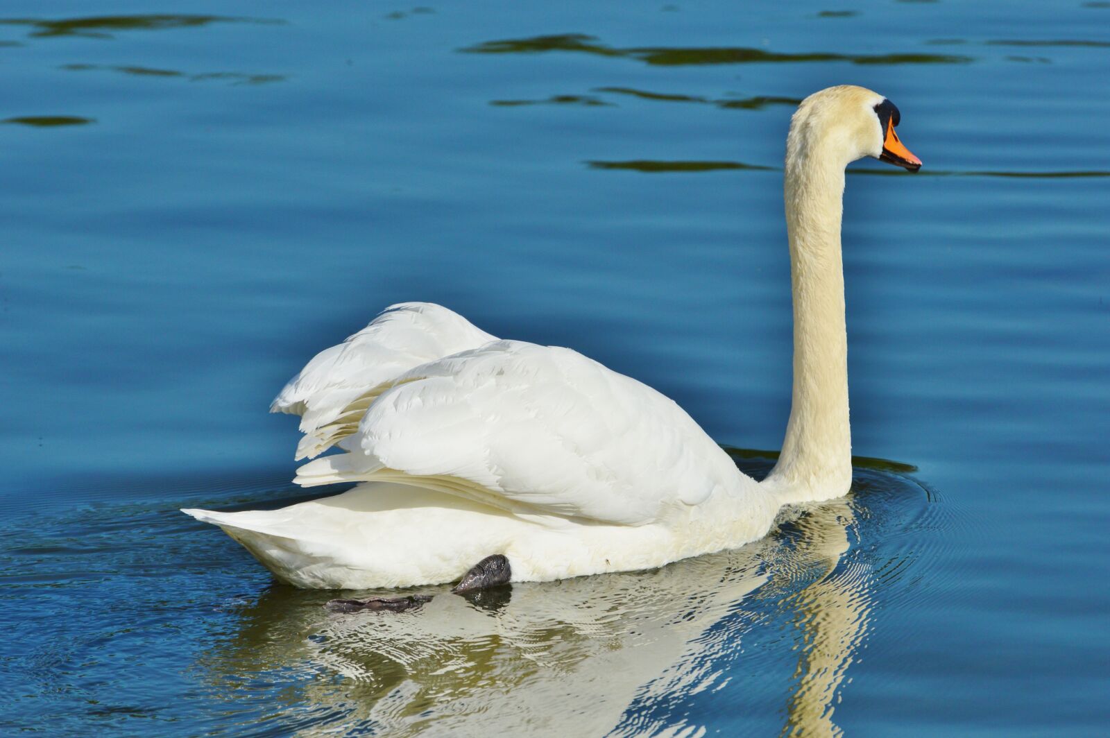Nikon D3200 sample photo. Swan, bird, water bird photography
