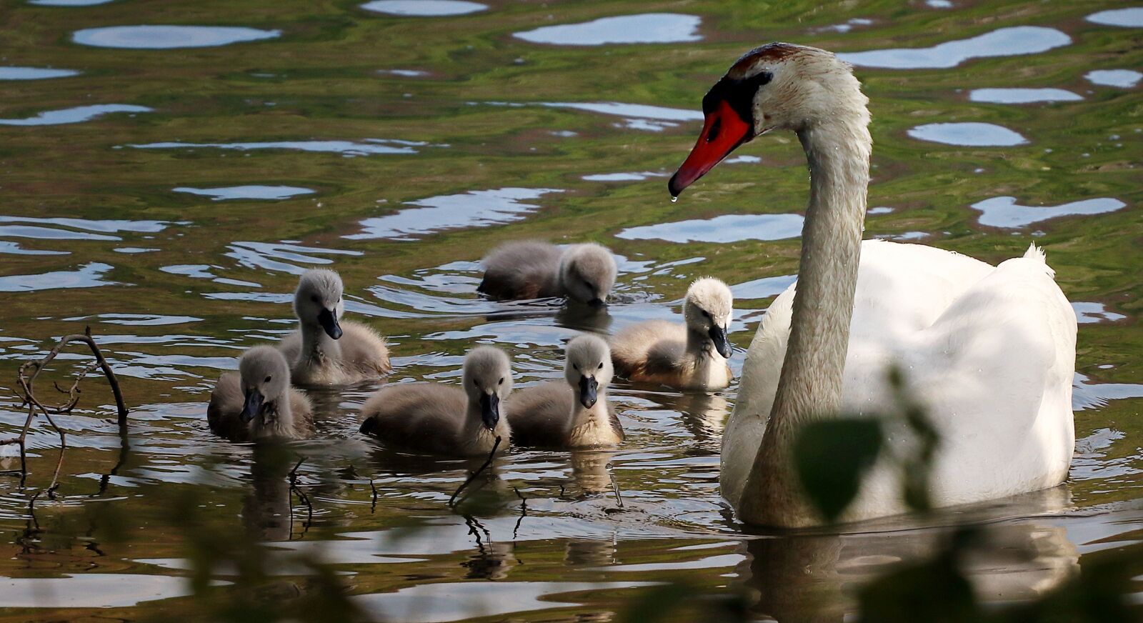 Canon EOS 80D + Canon EF 70-200mm F4L USM sample photo. Swan, lake, young swans photography