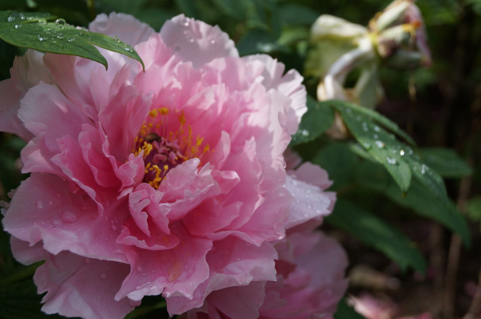 Sony SLT-A37 sample photo. Flower, beauty, plant photography