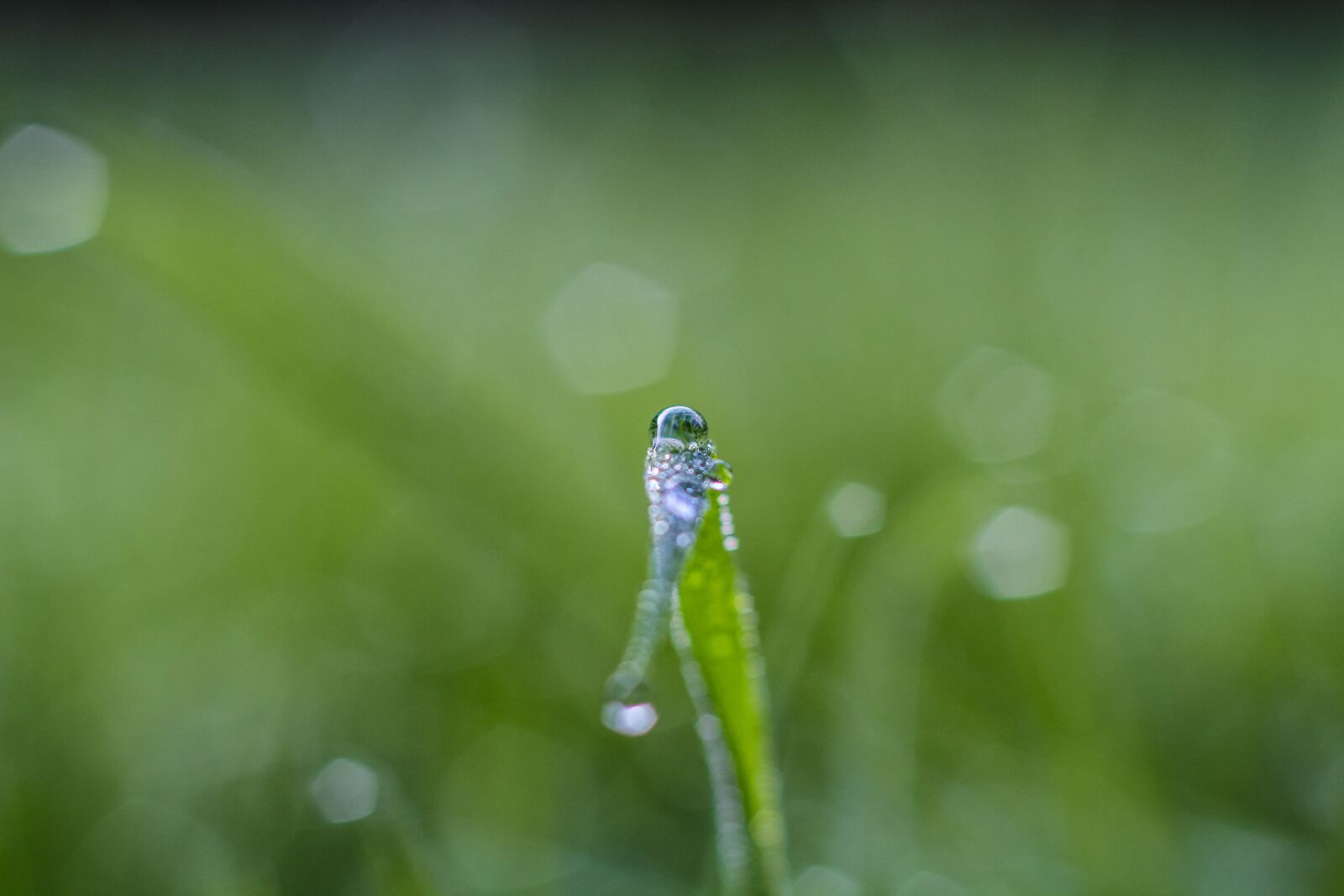 Canon EOS 60D + Canon EF 50mm F1.8 II sample photo. Drip, dew, nature photography