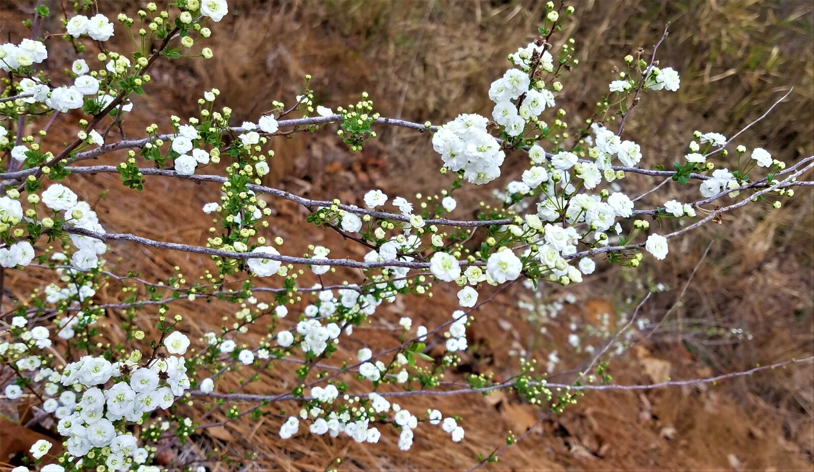 Samsung Galaxy S7 sample photo. Flower, flora, tree photography