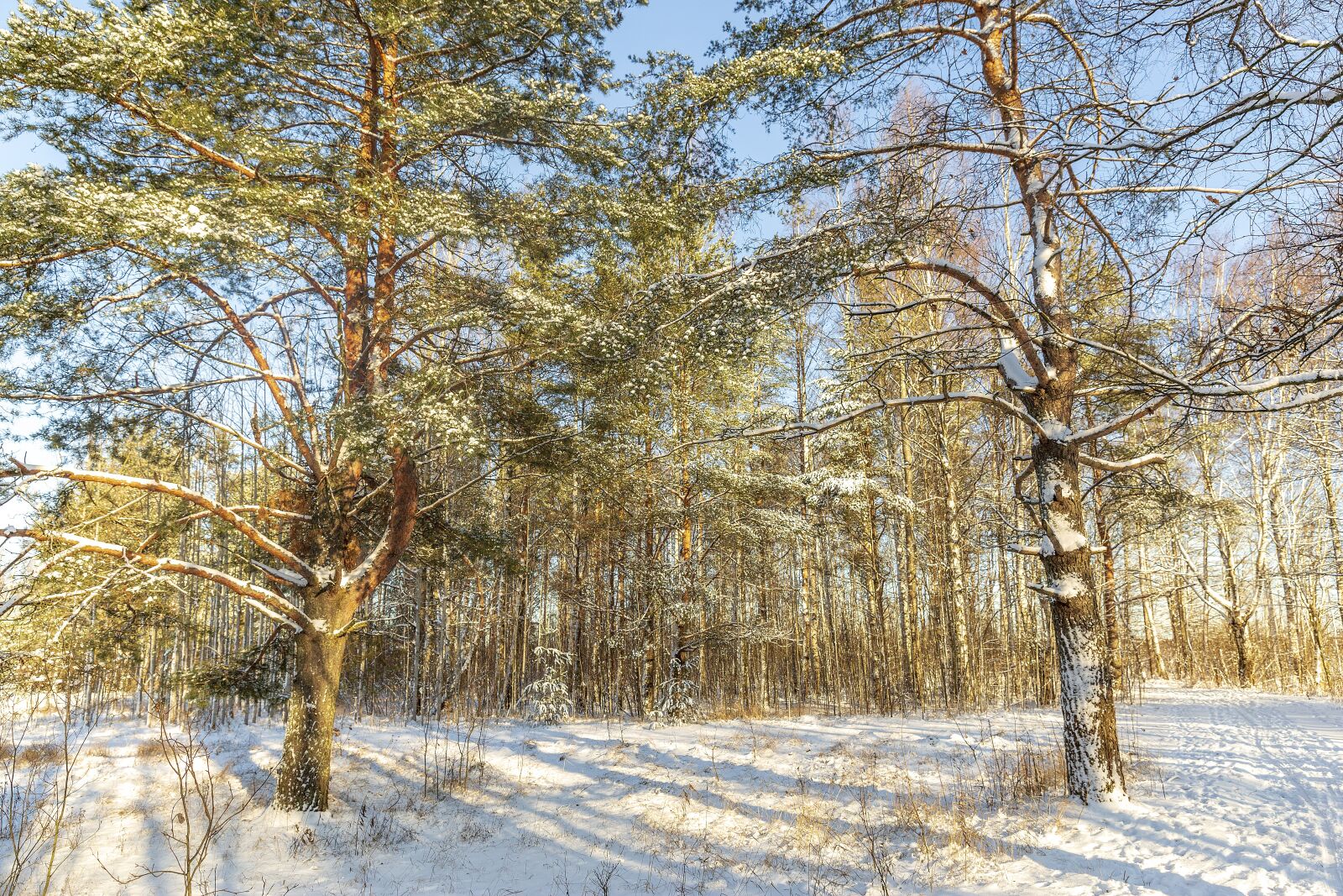 Canon EF 24-70mm F2.8L II USM sample photo. Winter, sestroretsk, february photography