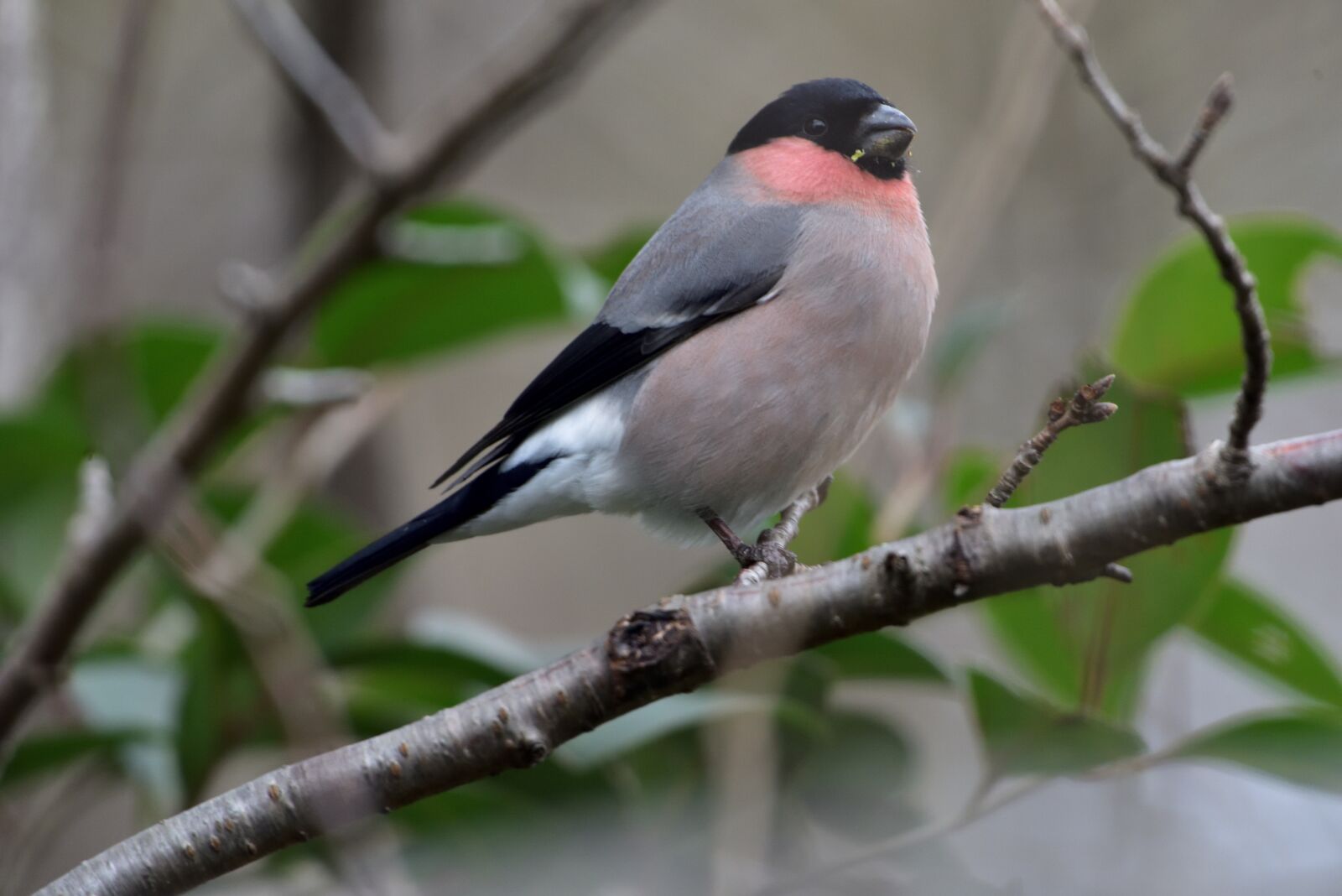 Nikon D810 sample photo. Bird, wild animals, outdoors photography
