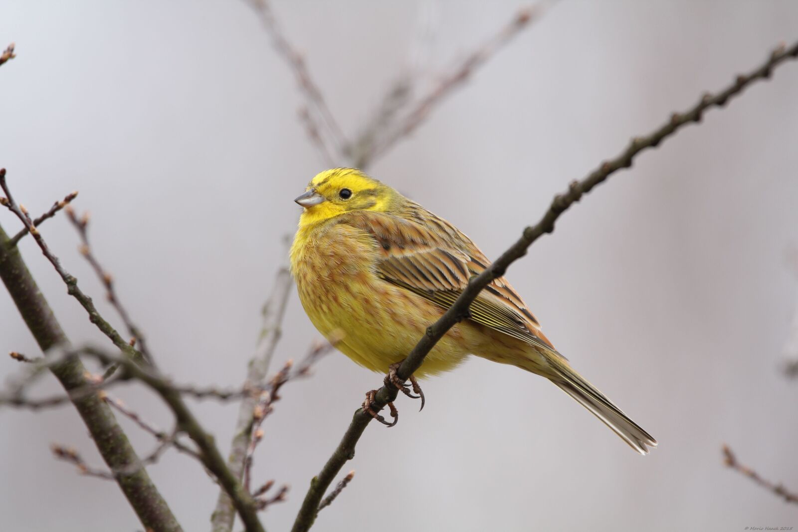 Canon EOS 60D sample photo. Goldammer, birds, nature photography