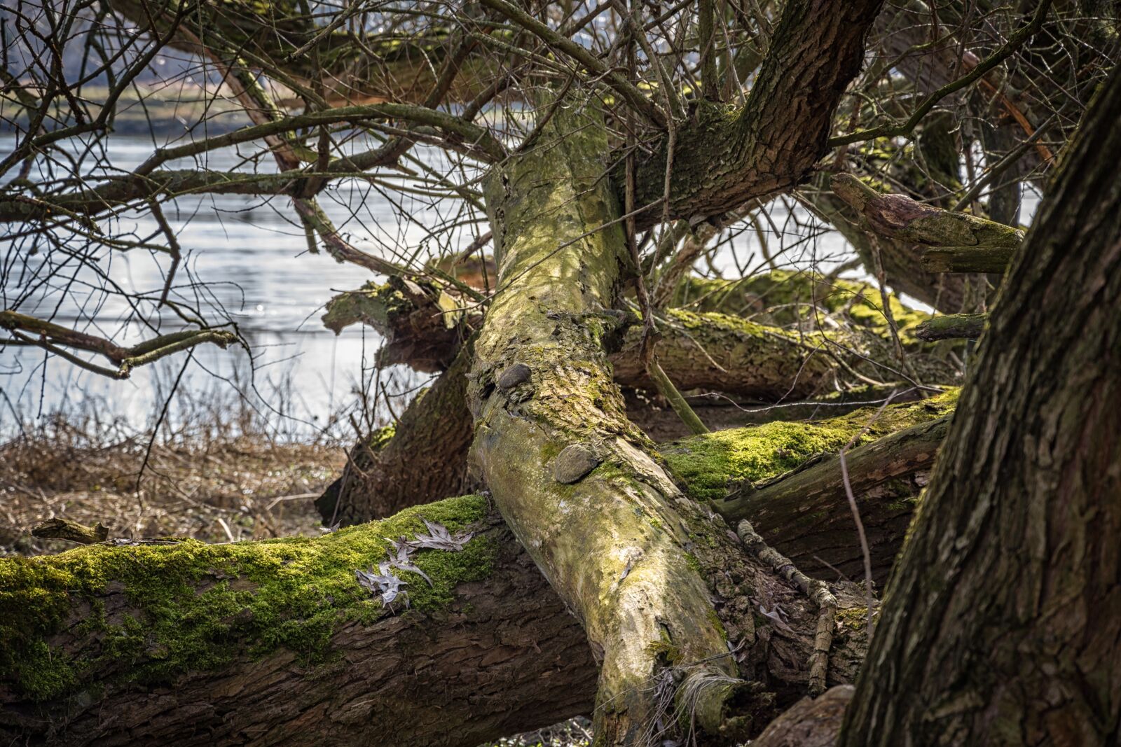 Nikon D7200 sample photo. Elbe, elbufer, river photography