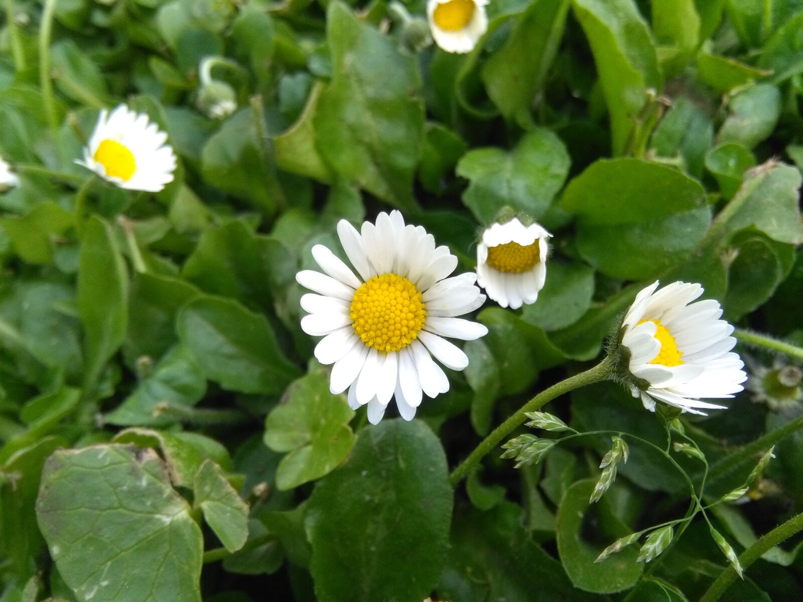 HUAWEI Y6 sample photo. Daisy, flower, daisies photography