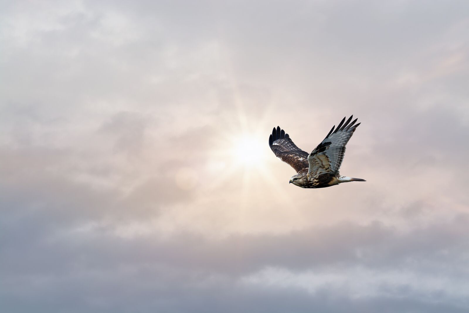 Nikon D7100 sample photo. Bird, free, sky photography