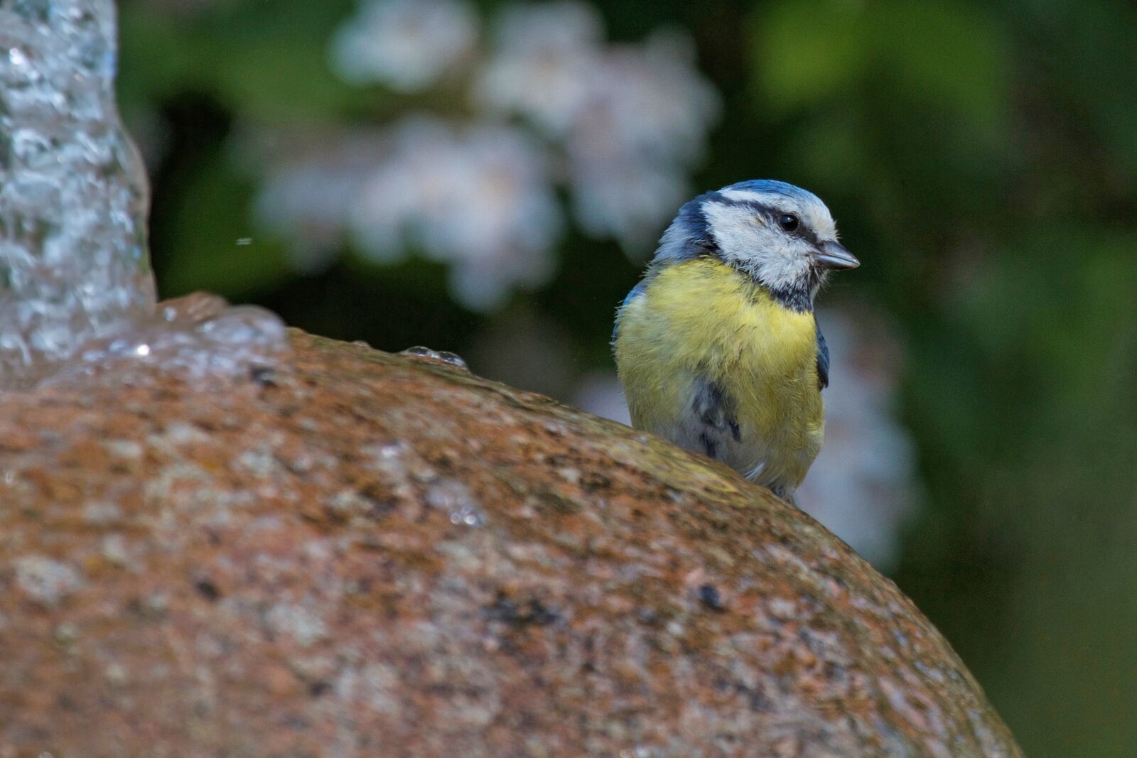 Canon EOS 7D sample photo. Blue tit, tit, cyanistes photography