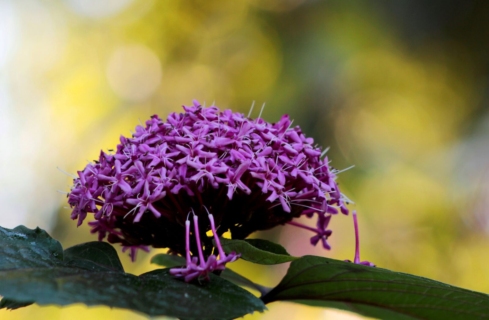 Canon EOS 600D (Rebel EOS T3i / EOS Kiss X5) sample photo. Clerodendrum bungeii, autumn, expiration photography