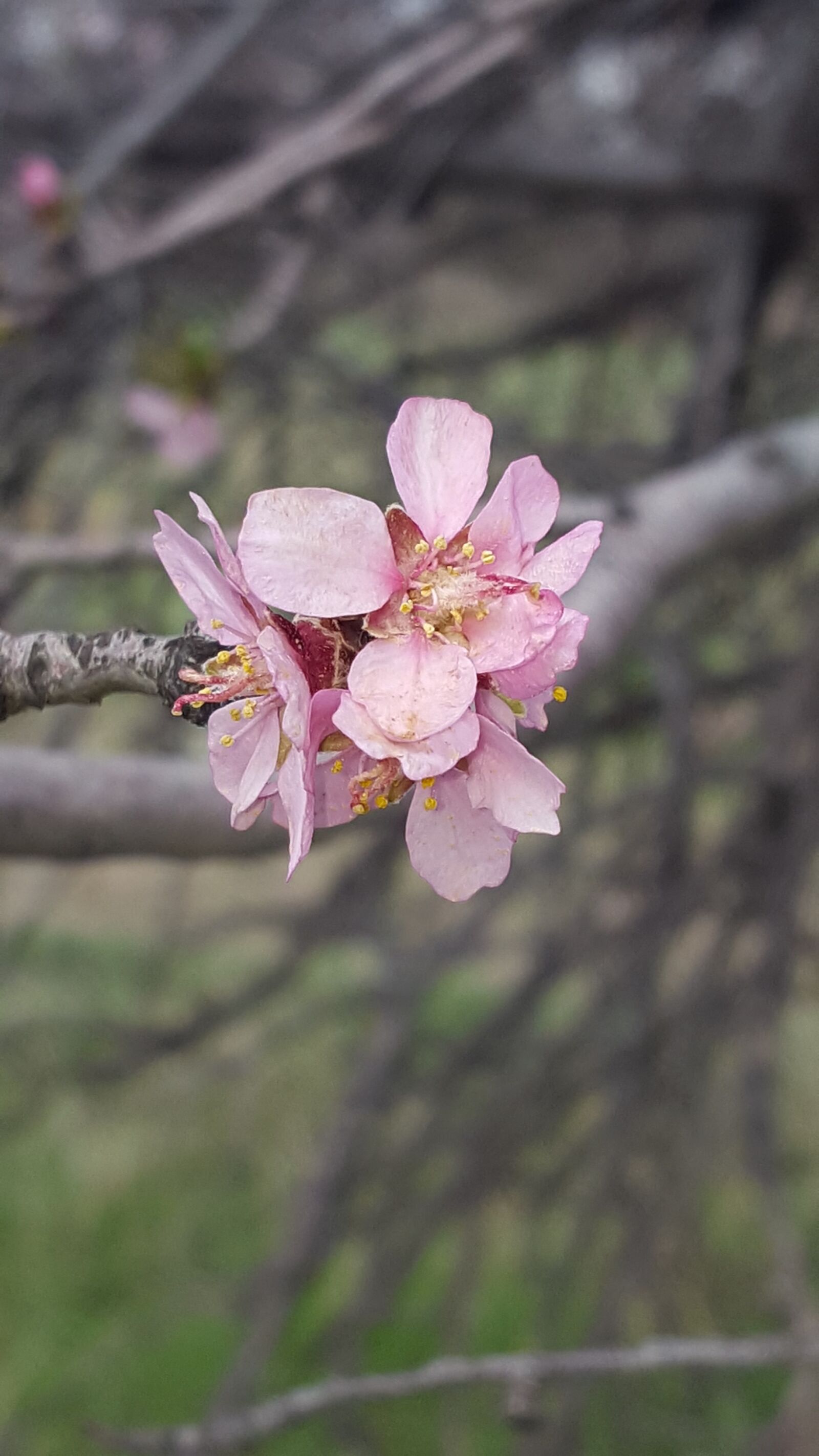 Samsung Galaxy S6 sample photo. Flower, nature, plant photography