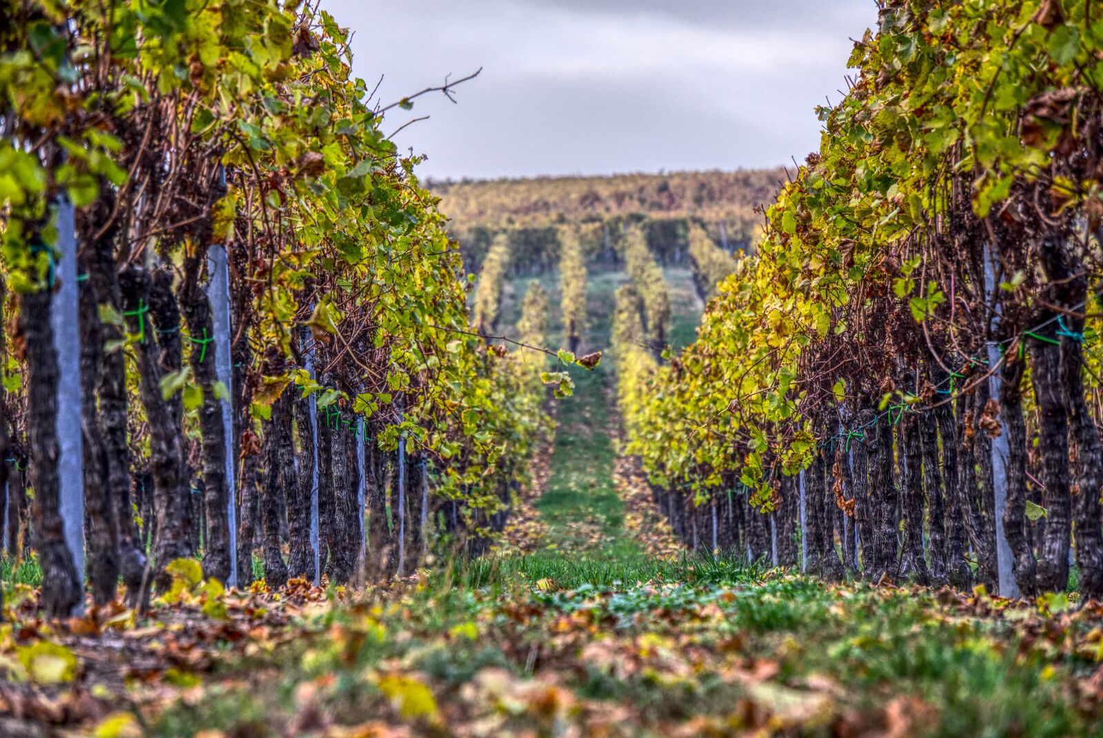 Sony a6000 sample photo. Vineyards, vines, wine photography