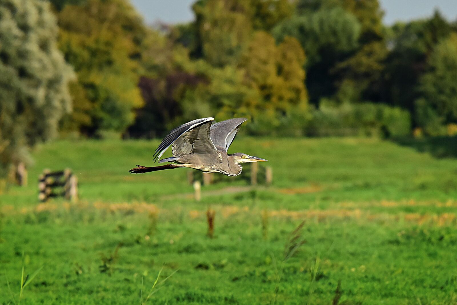Nikon D750 sample photo. Heron, bird, predator photography