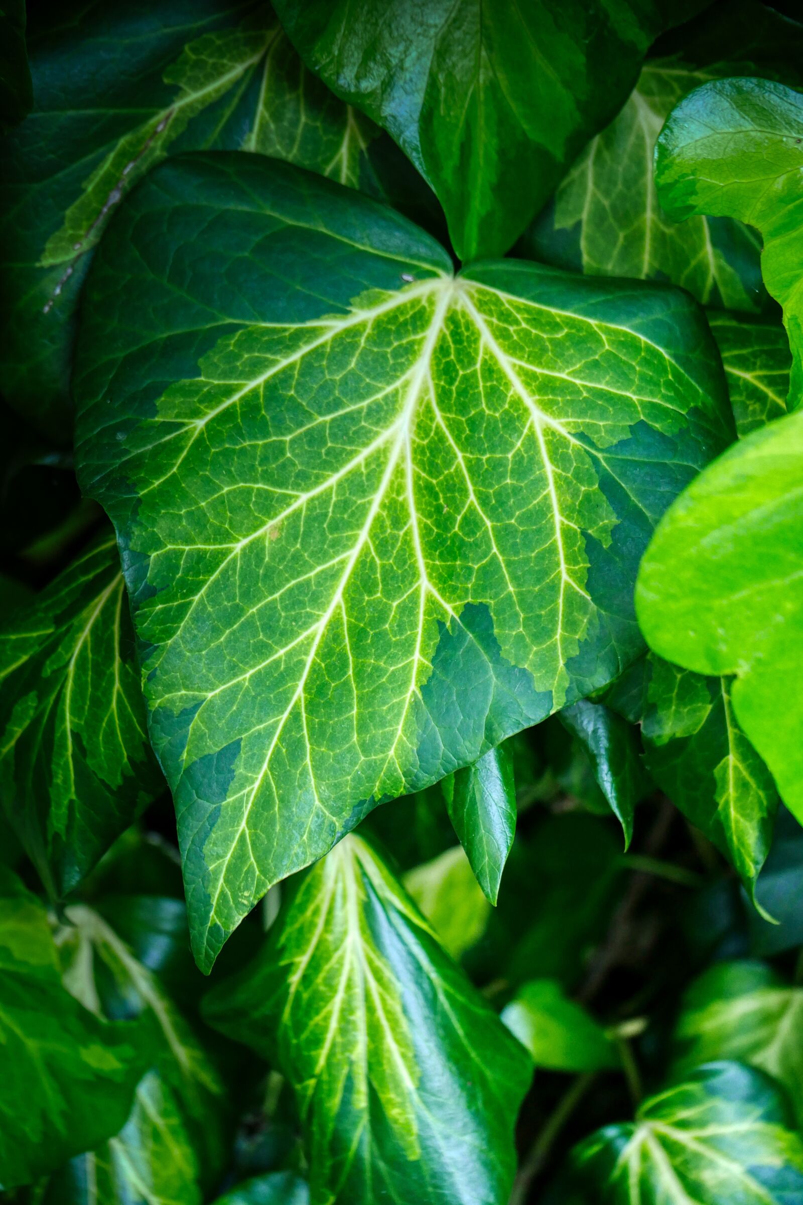 Panasonic Lumix DMC-GX8 sample photo. Ivy, plant, leaf photography
