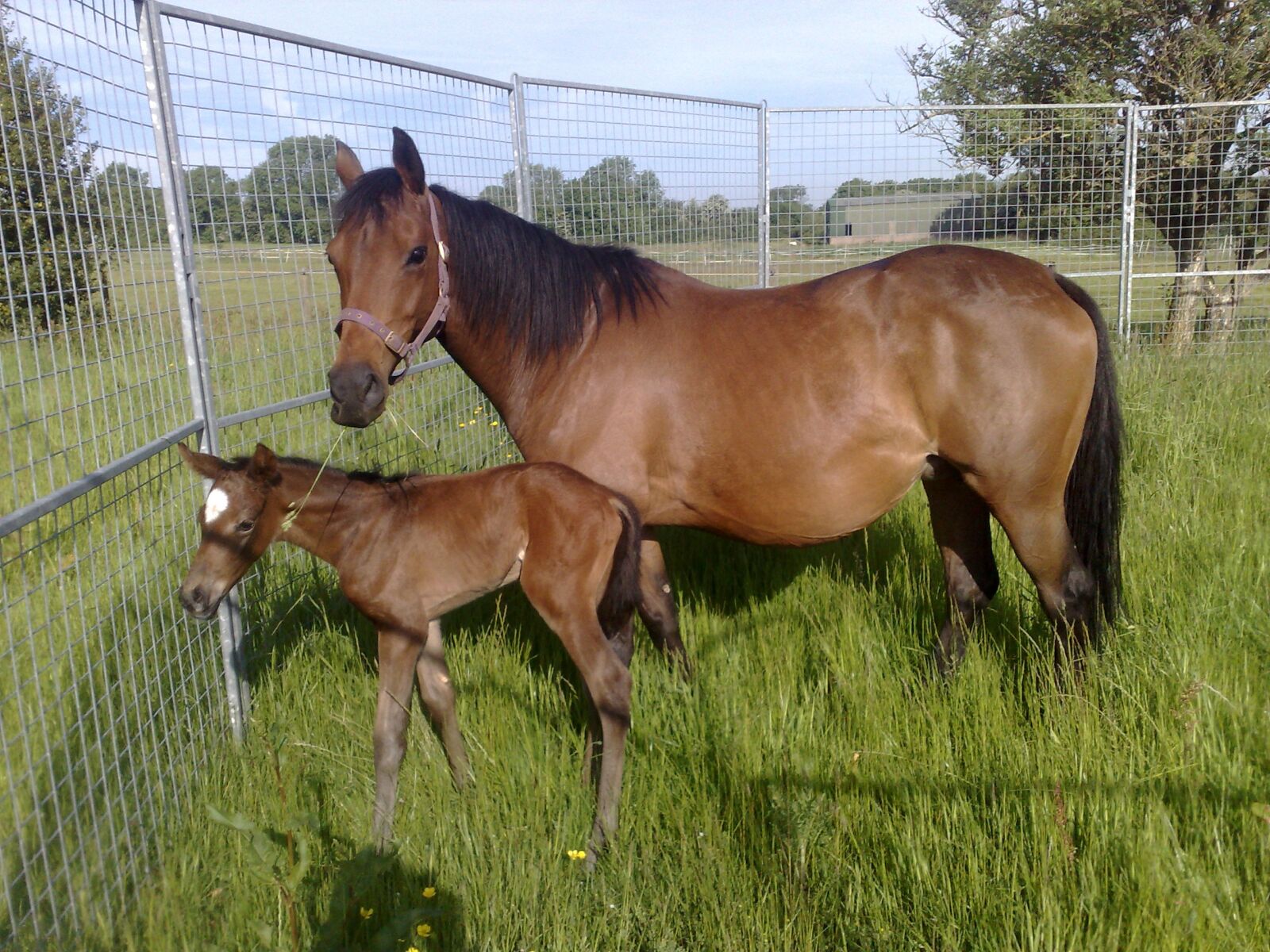 Nokia N95 8GB sample photo. Horse and foal, field photography