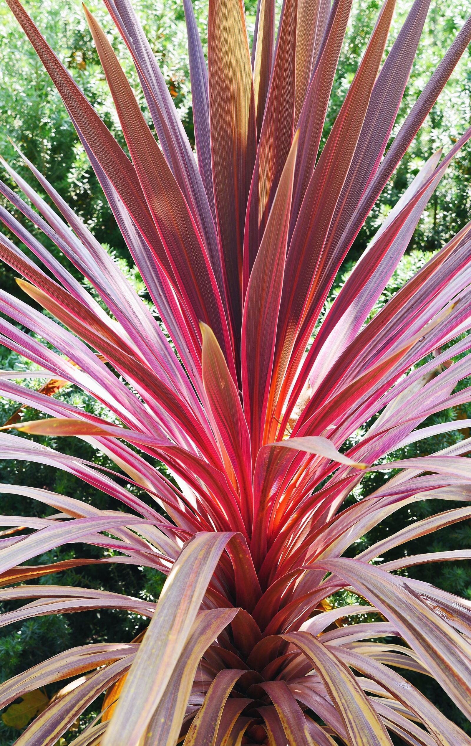 Panasonic Lumix DMC-GH3 sample photo. Palm, tree, tropical, plant photography