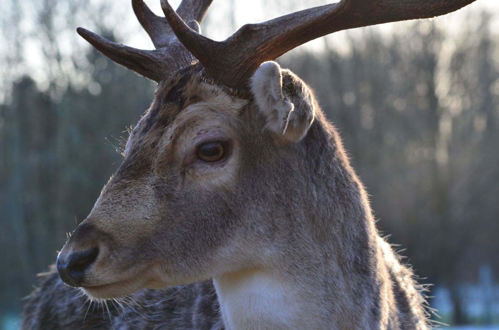 Nikon D5100 sample photo. Wild, hirsch, forest photography