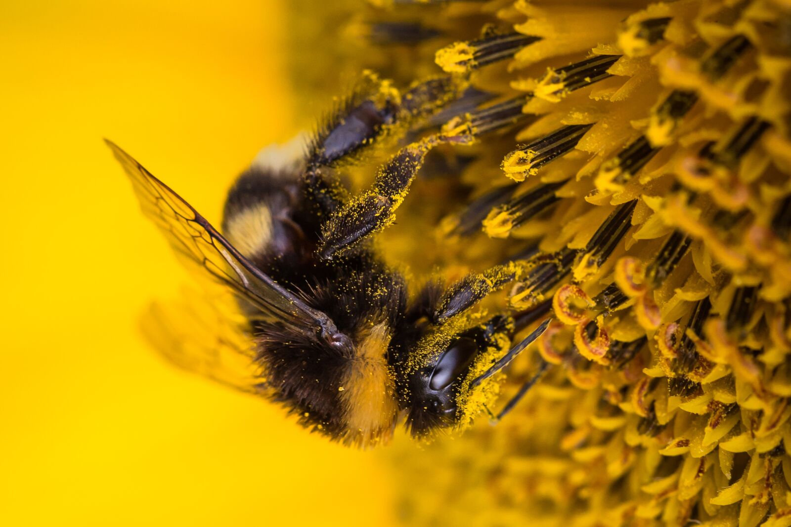 Canon EOS 6D sample photo. Sunflower, hummel, insect photography