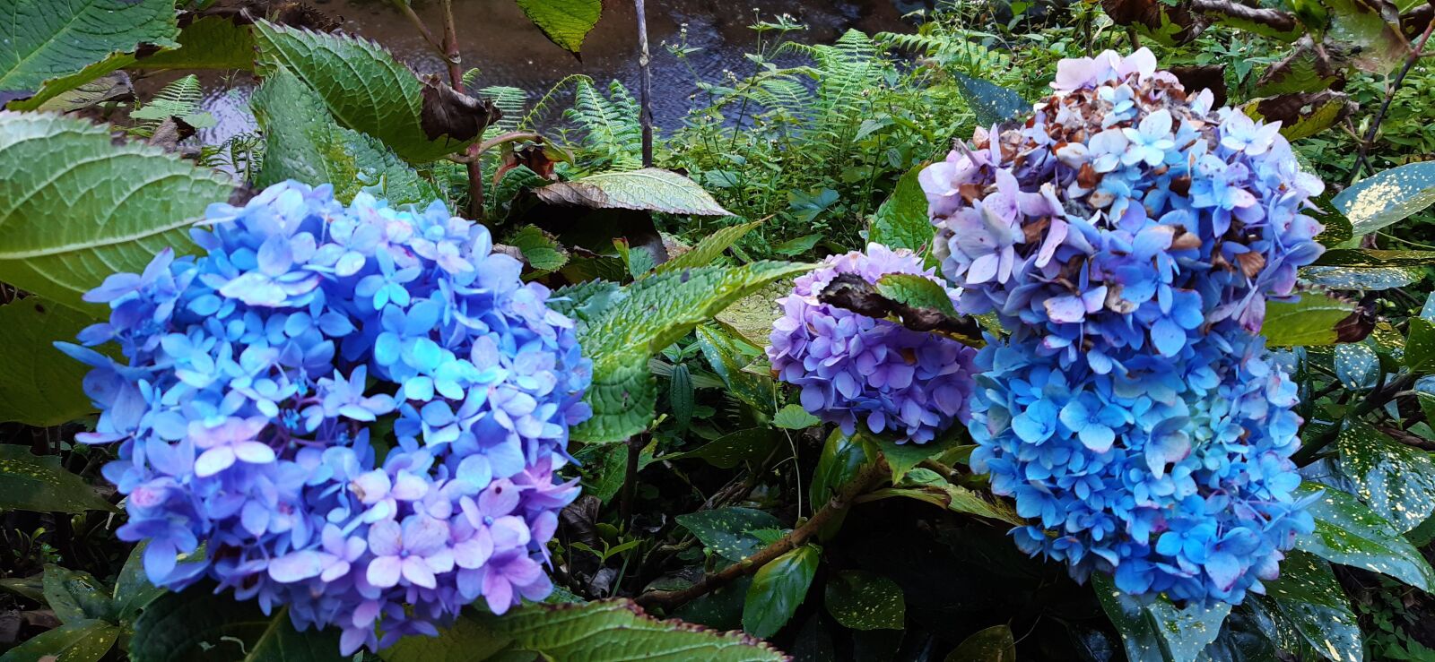 Samsung Galaxy A30 sample photo. Flower, cyan, blue photography