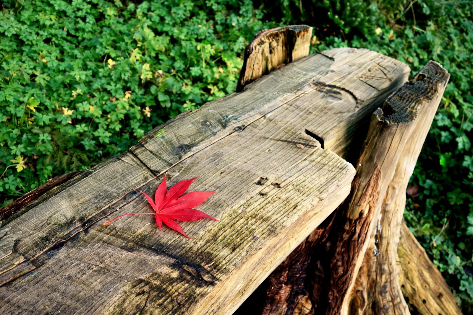 Sony Cyber-shot DSC-RX100 sample photo. Bench, log bench, seat photography