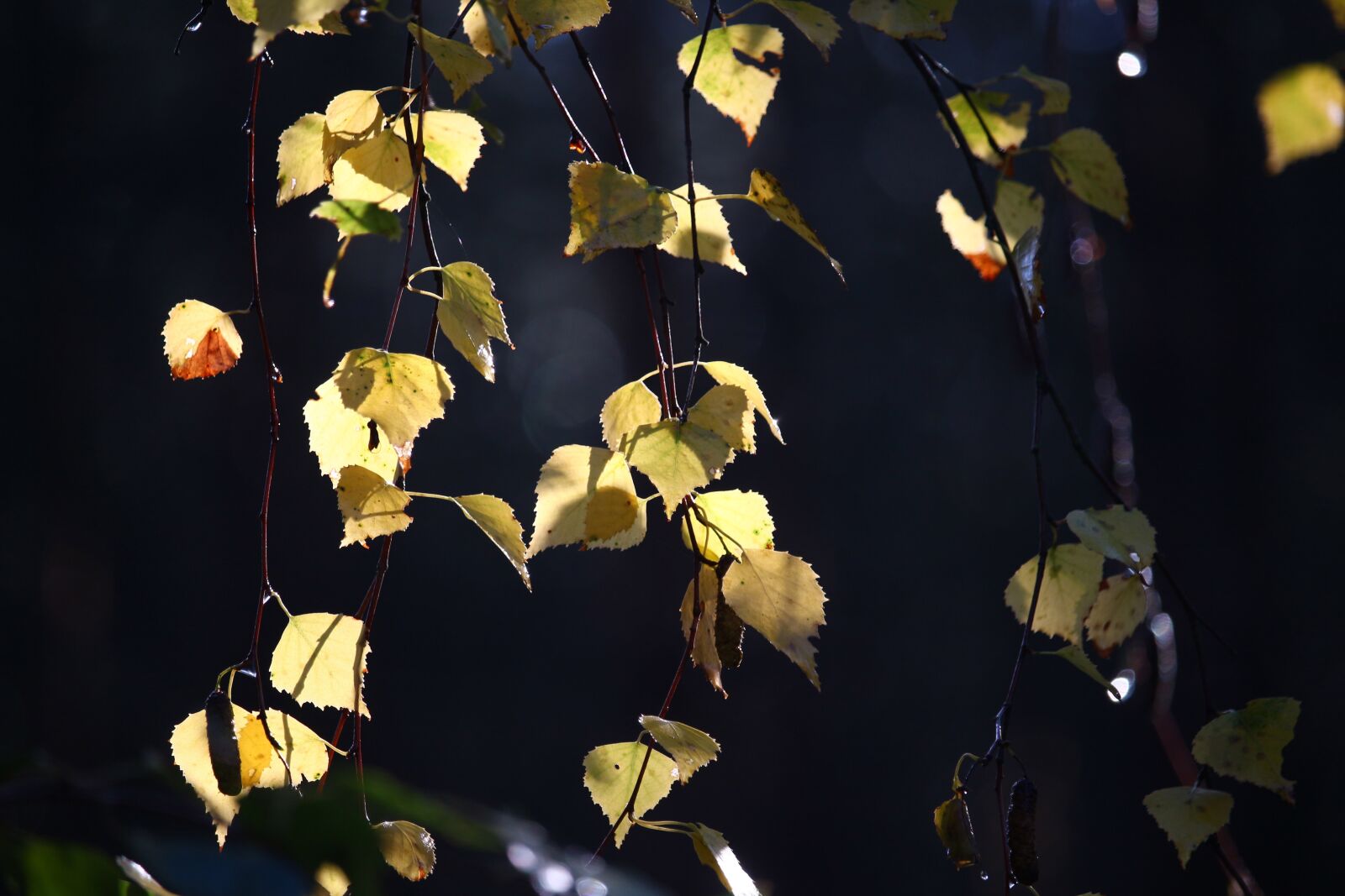 Canon EF-S 55-250mm F4-5.6 IS STM sample photo. Autumn, birch, sweetheart photography