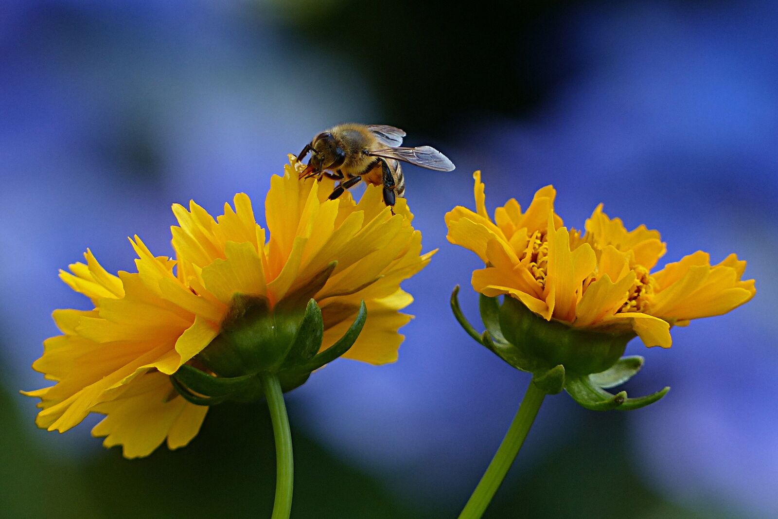 Panasonic Lumix DMC-FZ200 sample photo. Bee, honey bee, apis photography