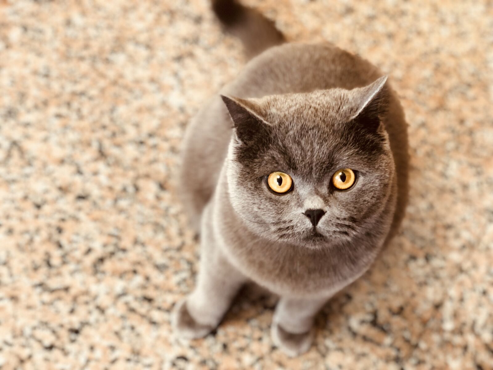 iPhone X back dual camera 6mm f/2.4 sample photo. Animal, cute, cat photography