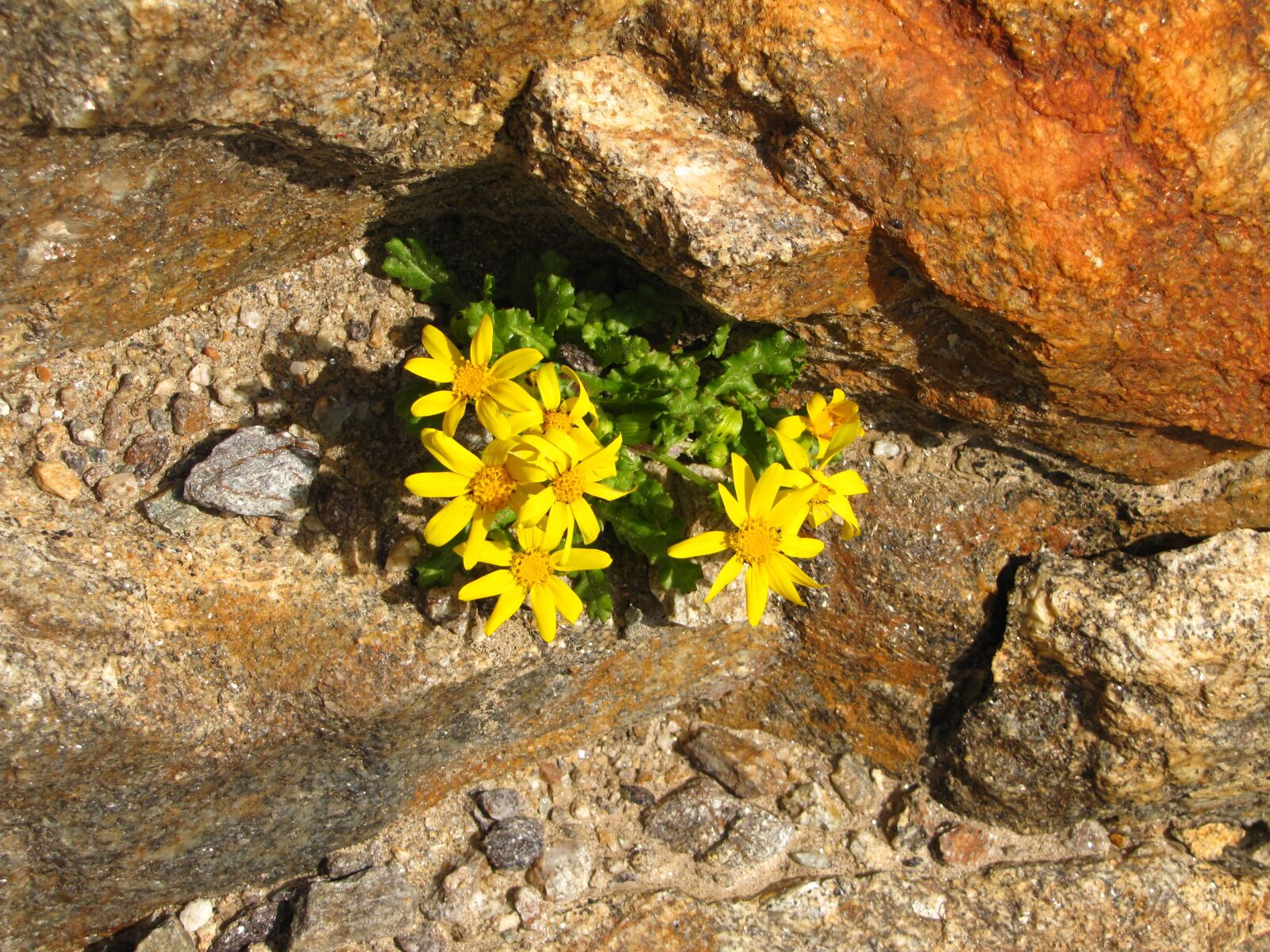 Canon PowerShot SX20 IS sample photo. Flowers, stones, mountains photography