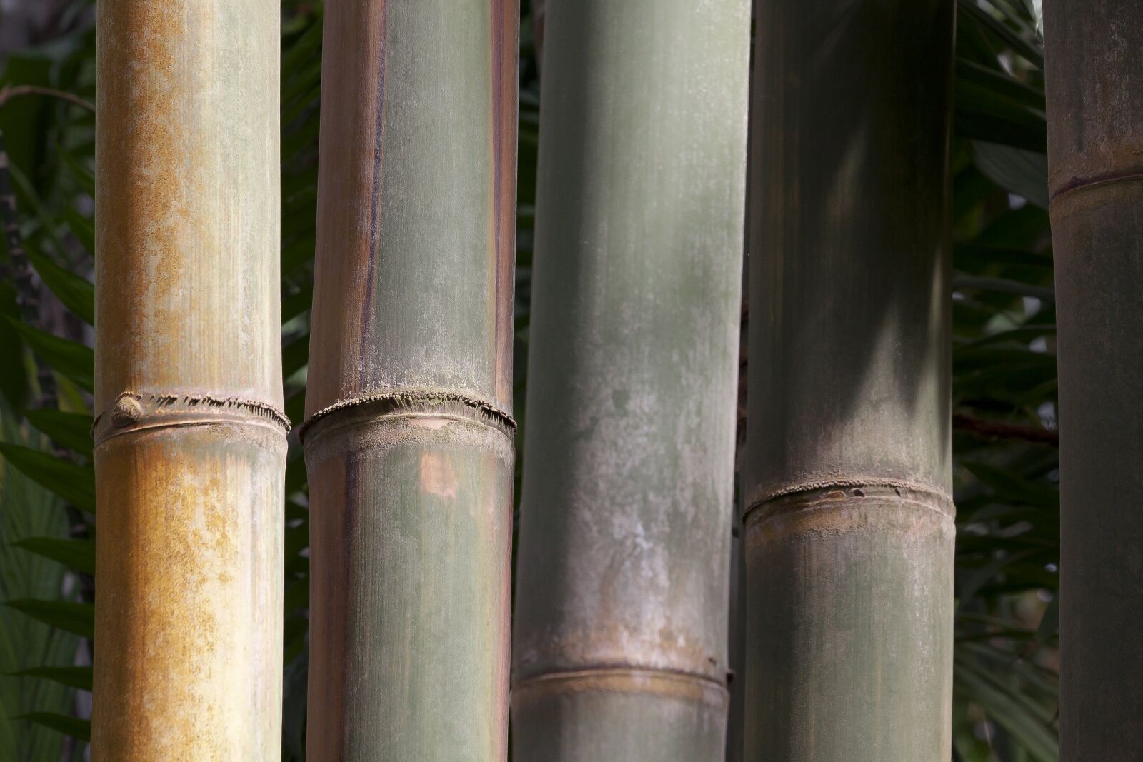 Canon EOS 50D sample photo. Dendrocalamus giganteus, bamboo, giant photography
