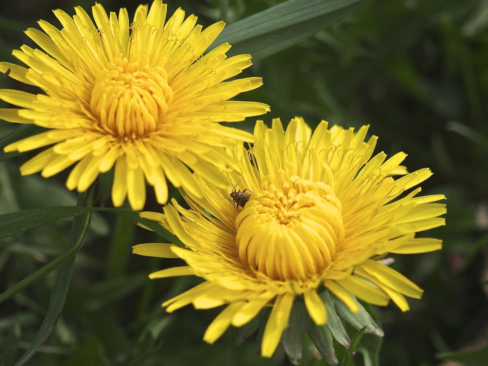 Olympus PEN E-PL5 sample photo. Dandelion, sun, spring photography