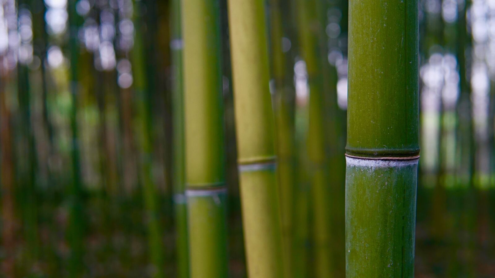 Sony a6300 sample photo. Bamboo, plant, tree photography