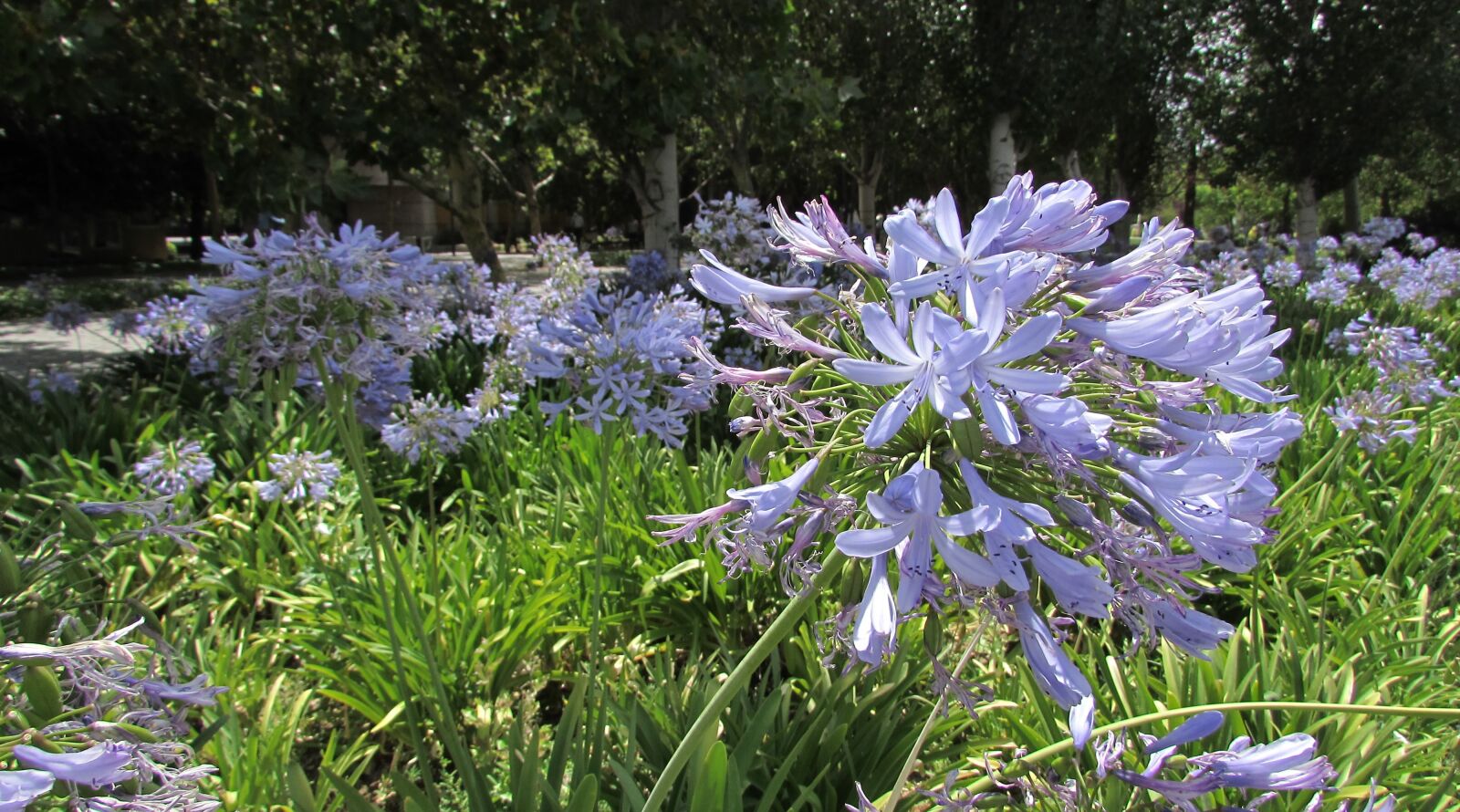 Canon PowerShot SX510 HS sample photo. Flowers, garden, nature photography