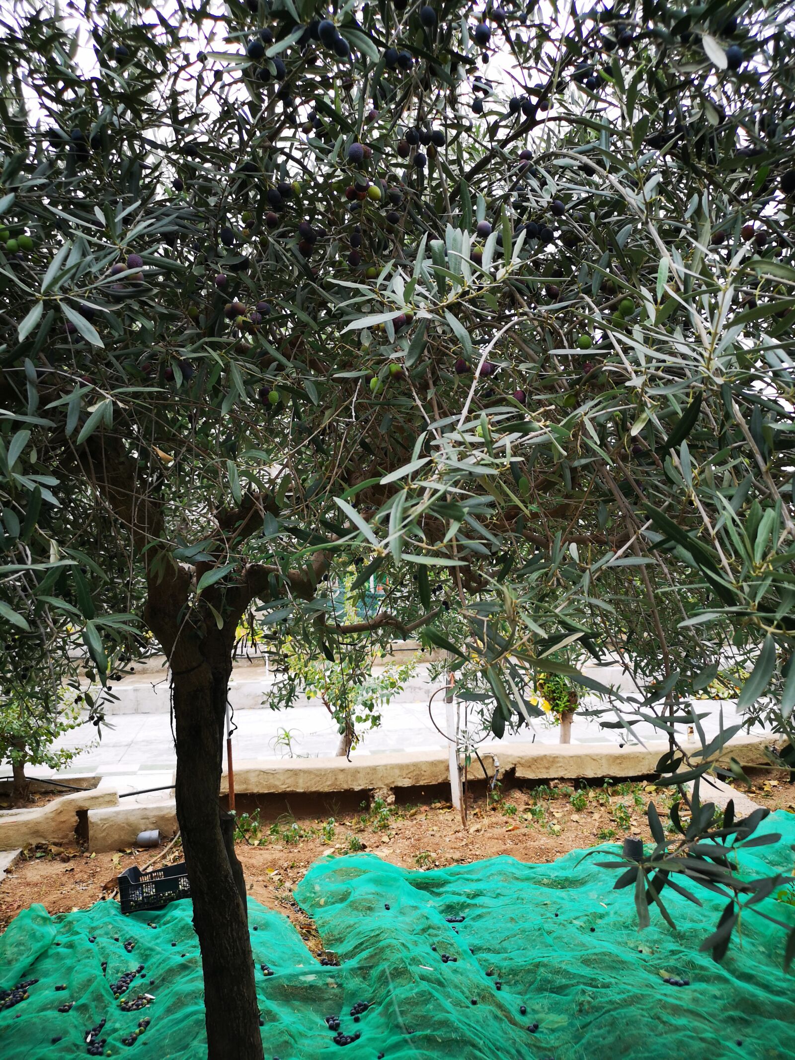 HUAWEI CLT-L29 sample photo. Olive, oil, green photography
