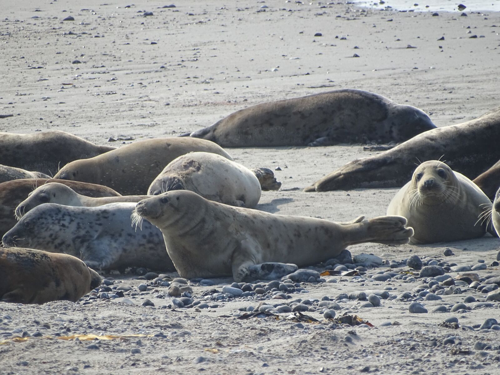 Sony Cyber-shot DSC-HX350 sample photo. Seal, robbe, helgoland photography