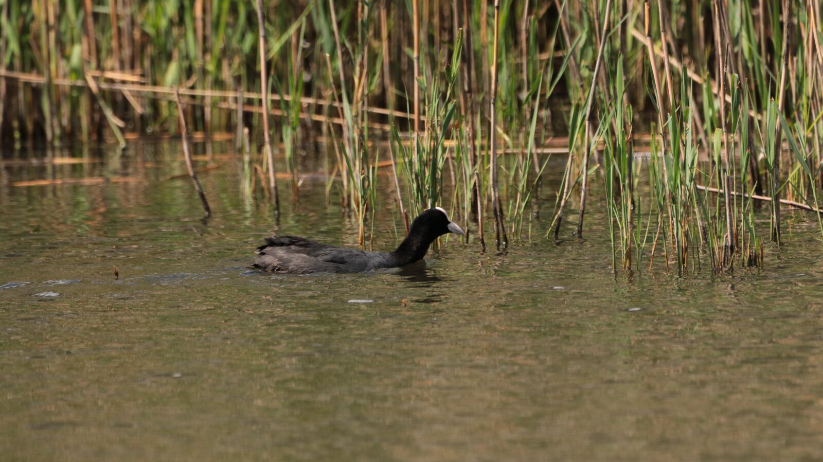 150-600mm F5-6.3 DG OS HSM | Contemporary 015 sample photo. Lake, coot, waters photography