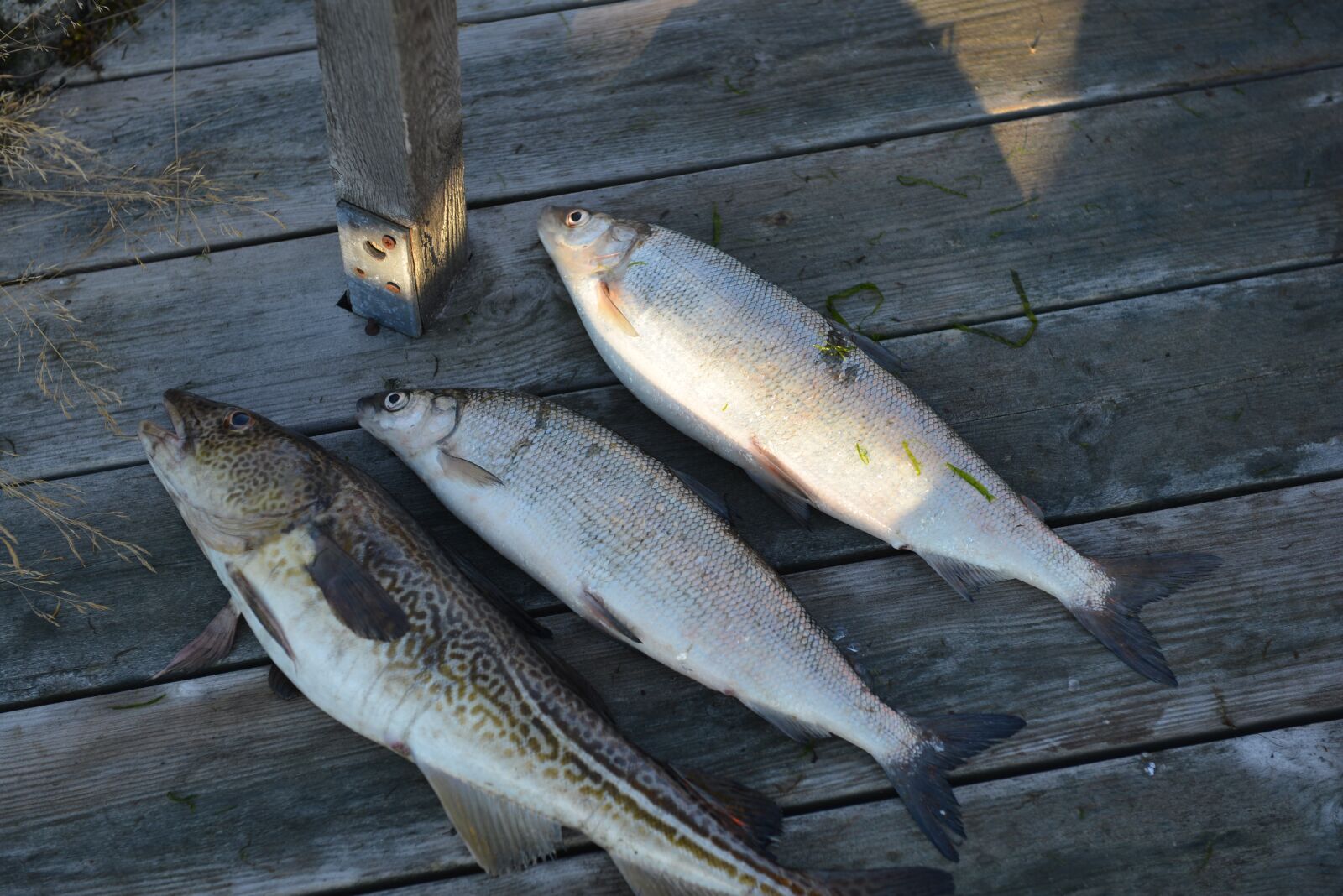 Nikon D600 sample photo. Fish, sea, nature photography