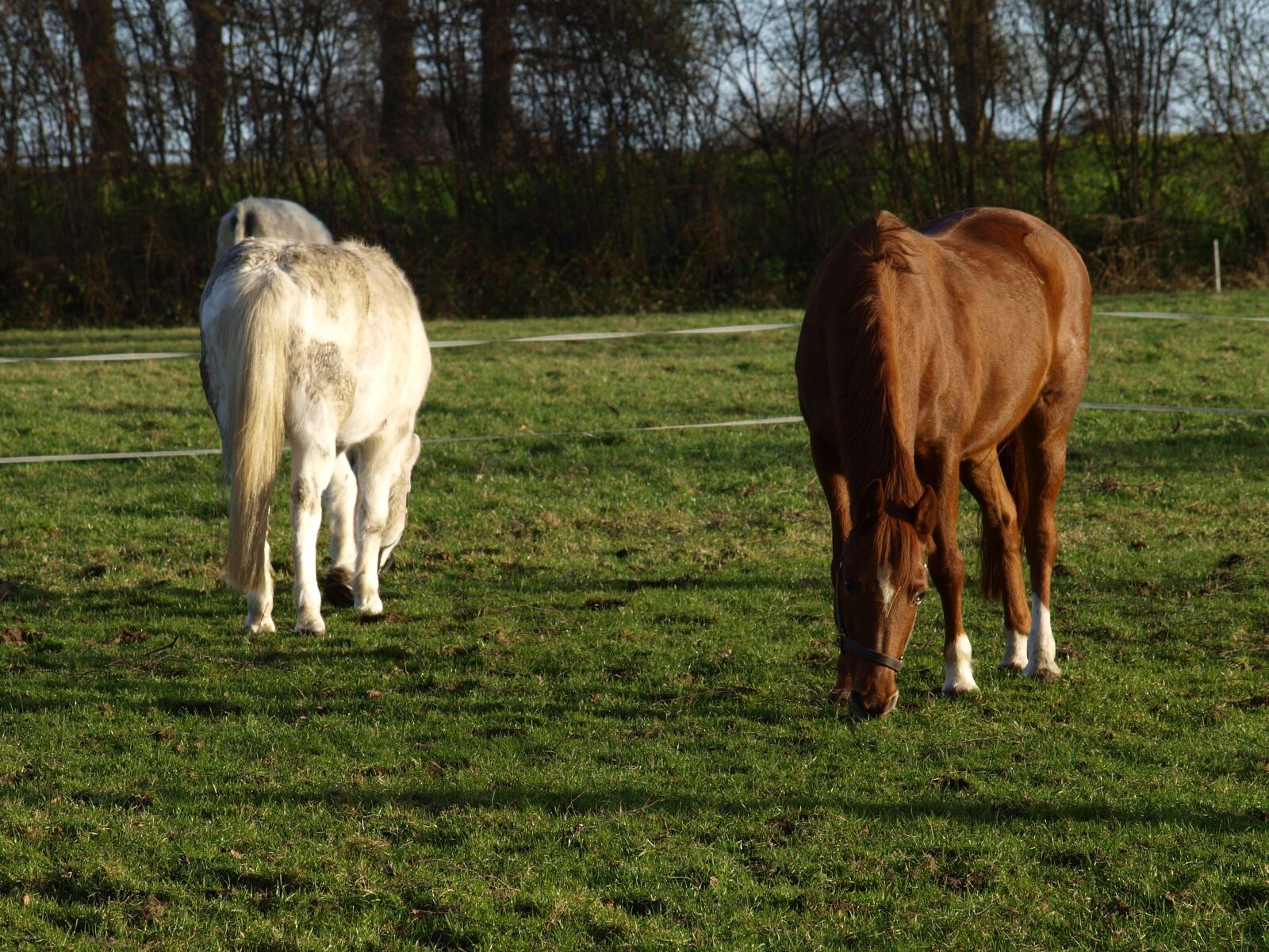 Olympus E-420 (EVOLT E-420) sample photo. Pasture, eat, graze photography