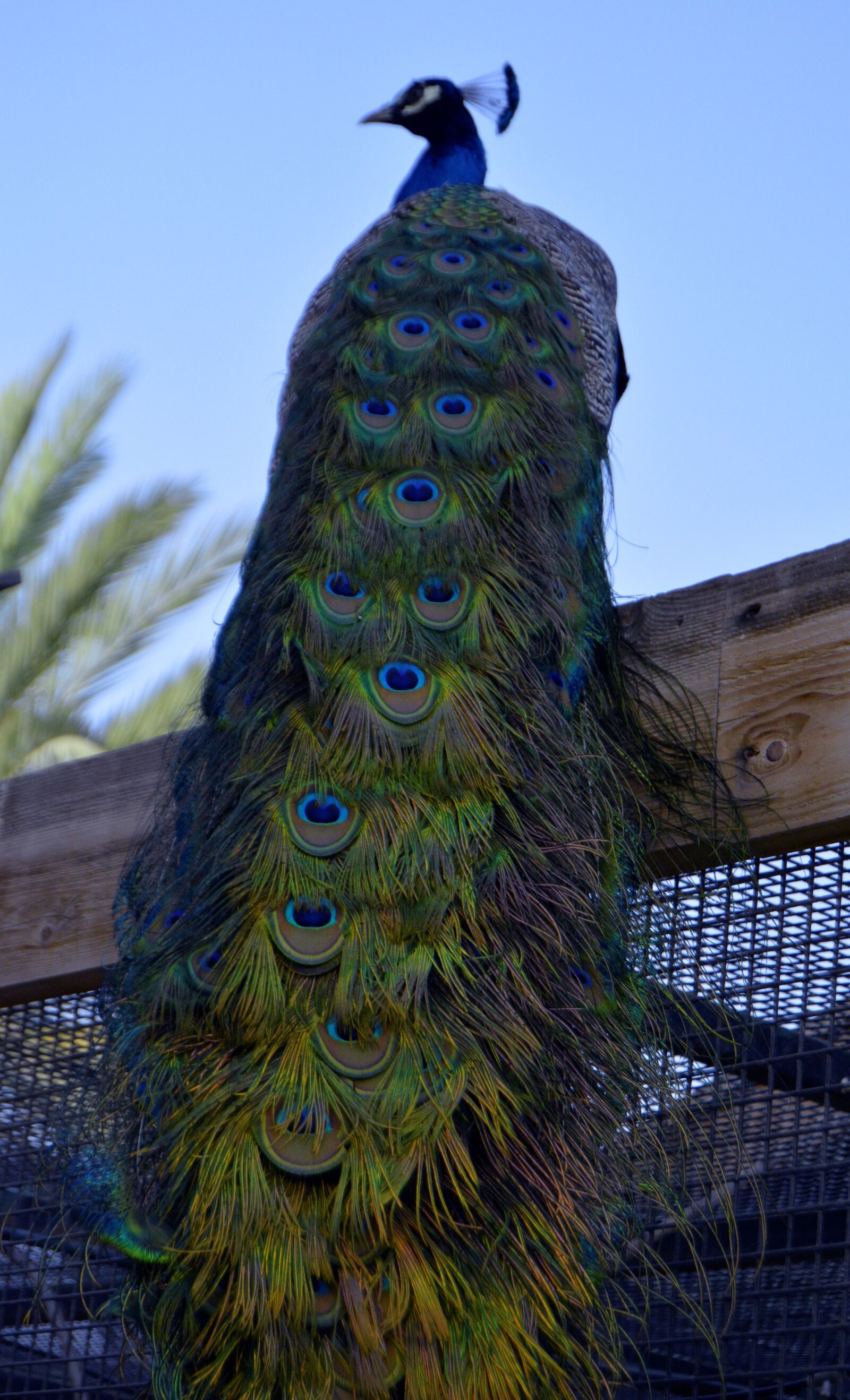 Nikon D5200 sample photo. Peacock, beautiful, zoo photography