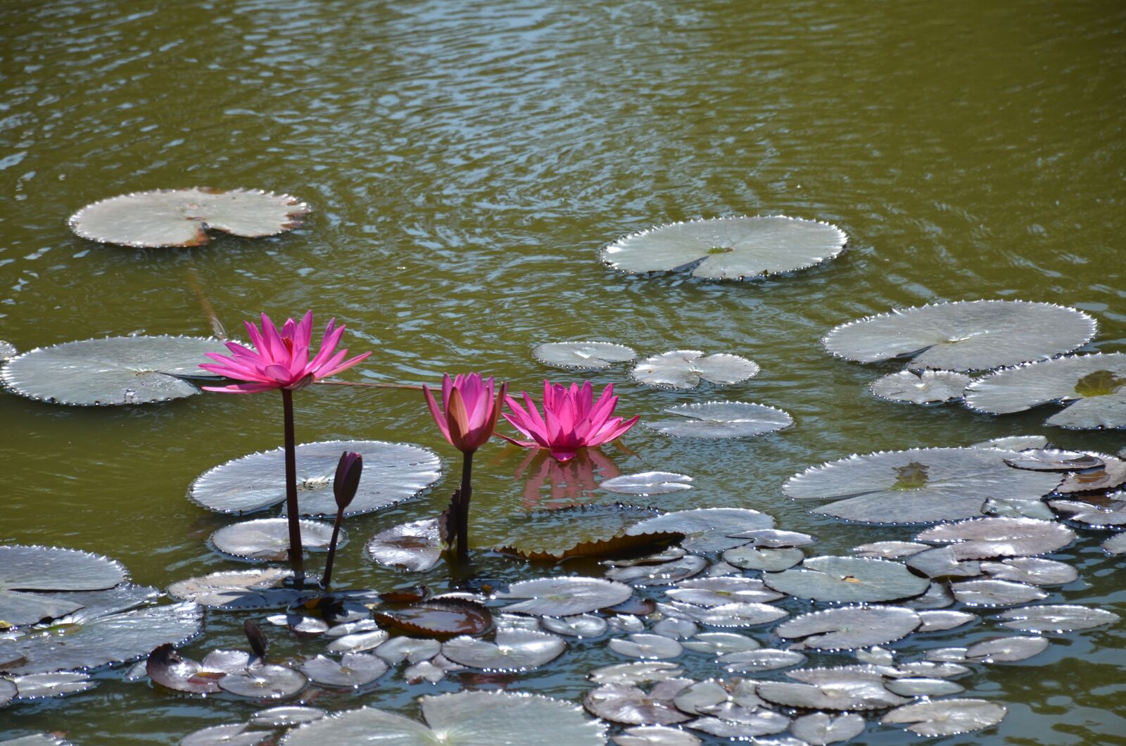 Nikon D7000 sample photo. Lilies, water, f photography