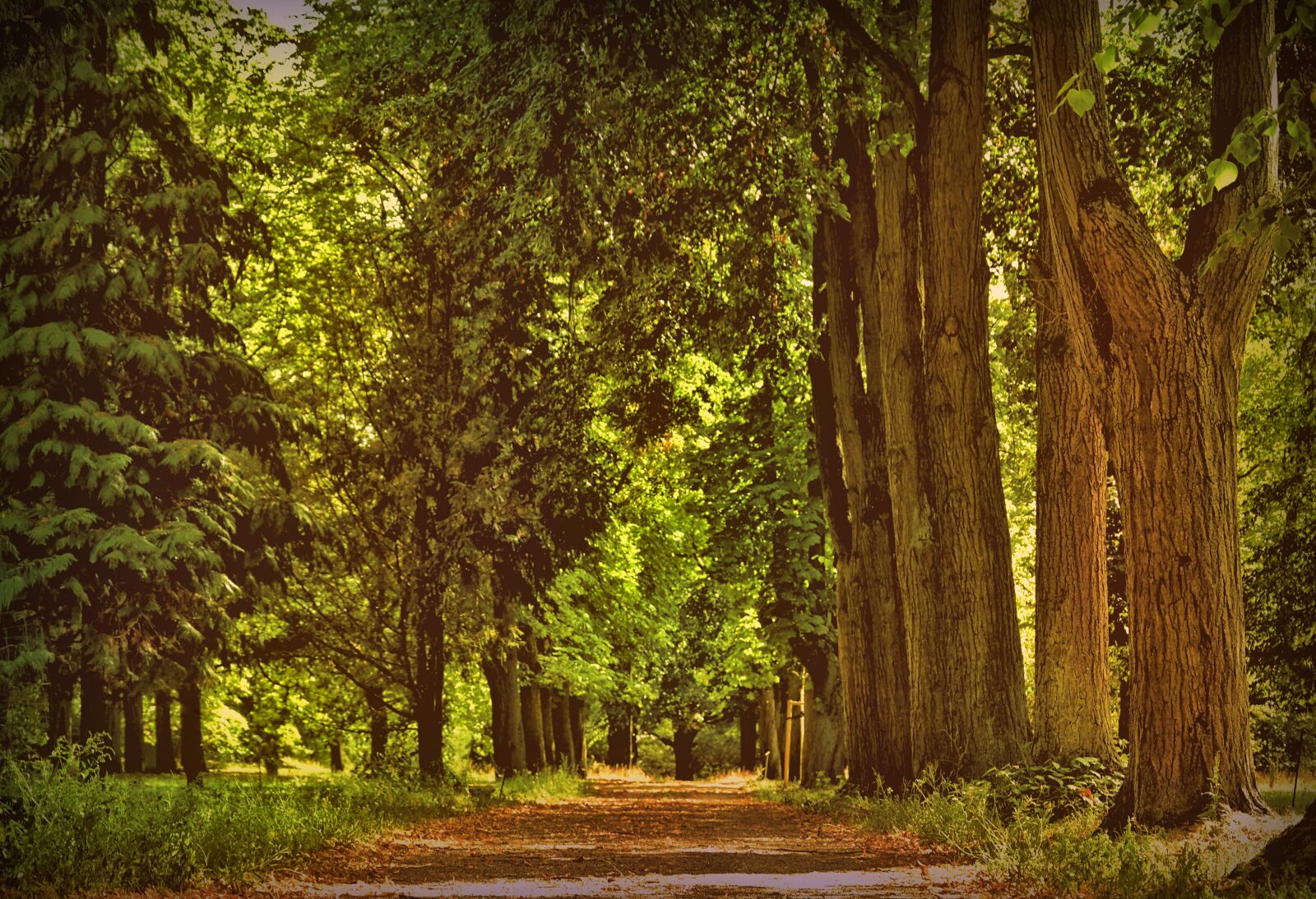 Nikon D5600 sample photo. Avenue, trees, park photography