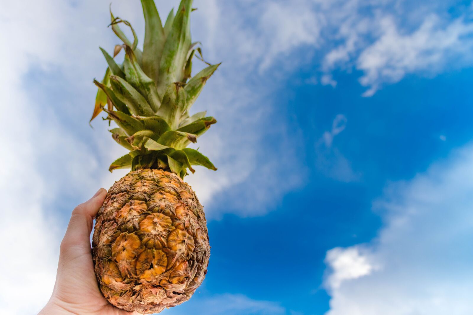 Canon EOS 80D sample photo. Nature, summer, sky photography