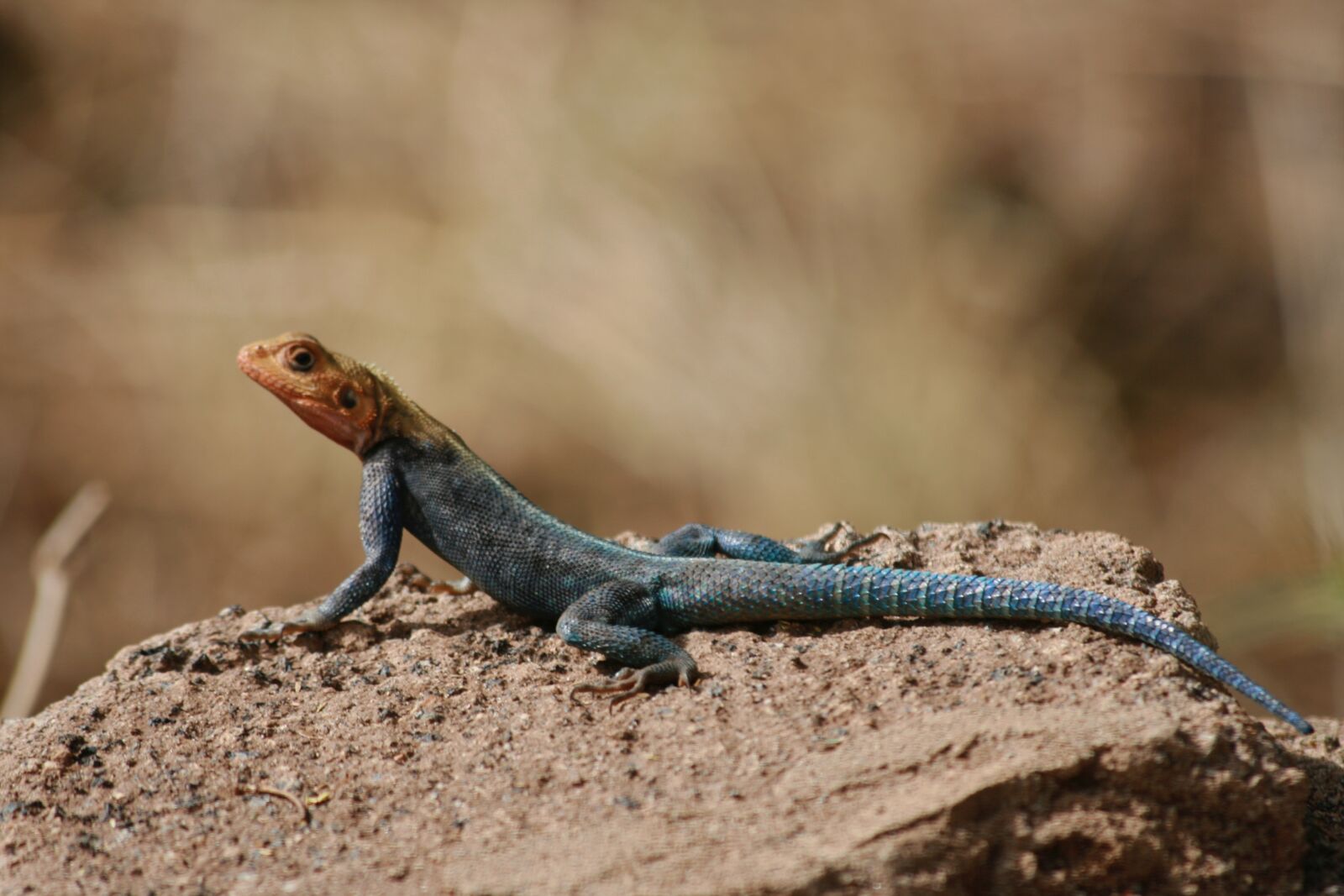 Canon EOS 400D (EOS Digital Rebel XTi / EOS Kiss Digital X) sample photo. Lizard, colourful, rock photography