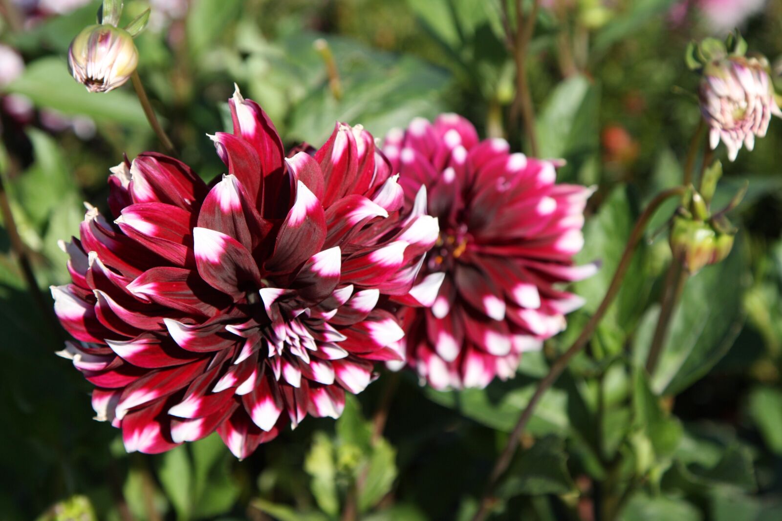 Canon EOS 450D (EOS Rebel XSi / EOS Kiss X2) sample photo. Flower, nature, dahlia photography